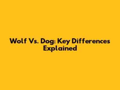 Wolf Vs. Dog: Key Differences Explained